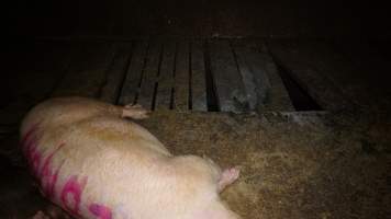 Large gaps in floor of group housing - Australian pig farming - Captured at Yelmah Piggery, Magdala SA Australia.
