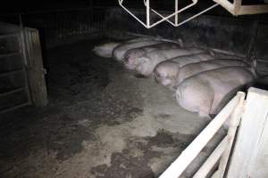 Group sow housing - Australian pig farming - Captured at Huntly Piggery, Huntly North VIC Australia.