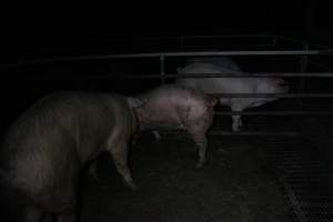 Boars and sows in mating pen - Australian pig farming - Captured at Finniss Park Piggery, Mannum SA Australia.