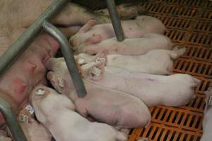 Farrowing crates at Grong Grong Piggery NSW - Australian pig farming - Captured at Grong Grong Piggery, Grong Grong NSW Australia.