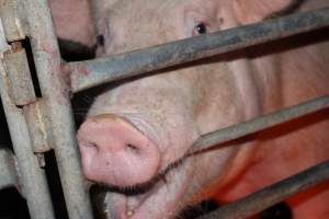 Sow biting bar of farrowing crate - Australian pig farming - Captured at Wasleys Piggery, Pinkerton Plains SA Australia.