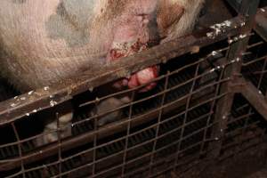 Sow with prolapse - Australian pig farming - Captured at Willawa Piggery, Grong Grong NSW Australia.