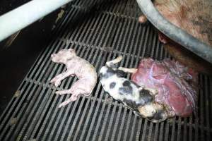 Farrowing crates at Girgarre Piggery VIC - Australian pig farming - Captured at Girgarre Piggery, Girgarre VIC Australia.