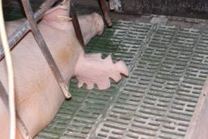 Sow with chunks cut from ear - Australian pig farming - Captured at Bungowannah Piggery, Bungowannah NSW Australia.