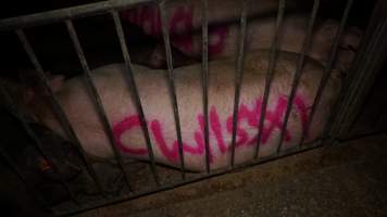 Group sow housing - Australian pig farming - Captured at Yelmah Piggery, Magdala SA Australia.