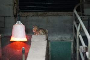 Cat in farrowing crate - Australian pig farming - Captured at Yelmah Piggery, Magdala SA Australia.