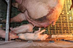 Farrowing crates at Bungowannah Piggery NSW - Australian pig farming - Captured at Bungowannah Piggery, Bungowannah NSW Australia.