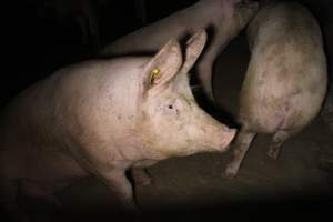 Group sow housing - Australian pig farming - Captured at Huntly Piggery, Huntly North VIC Australia.