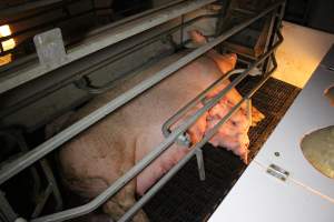 Farrowing crates at Sheaoak Piggery SA - Australian pig farming - Captured at Sheaoak Piggery, Shea-Oak Log SA Australia.