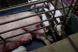 Sow with leg wound - Australian pig farming - Captured at Yelmah Piggery, Magdala SA Australia.