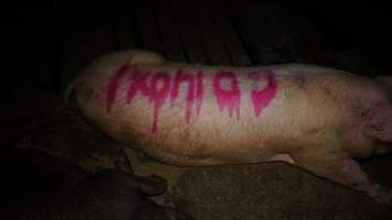 Group sow housing - Australian pig farming - Captured at Yelmah Piggery, Magdala SA Australia.