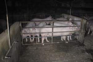 Group sow housing - Australian pig farming - Captured at Huntly Piggery, Huntly North VIC Australia.