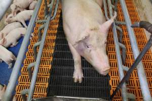 Farrowing crates at Grong Grong Piggery NSW - Australian pig farming - Captured at Grong Grong Piggery, Grong Grong NSW Australia.