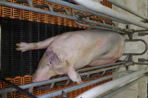 Farrowing crates at Grong Grong Piggery NSW - Australian pig farming - Captured at Grong Grong Piggery, Grong Grong NSW Australia.