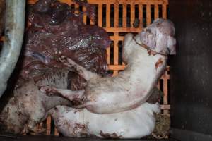 Dead piglets - Australian pig farming - Captured at Wasleys Piggery, Pinkerton Plains SA Australia.