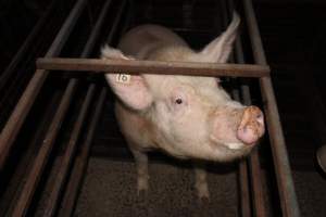 Farrowing crates at Willawa Piggery NSW - Australian pig farming - Captured at Willawa Piggery, Grong Grong NSW Australia.