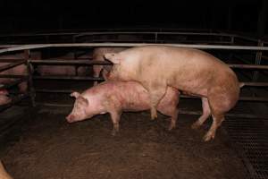 Boars and sows in mating pen - Australian pig farming - Captured at Finniss Park Piggery, Mannum SA Australia.