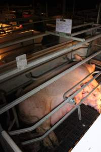 Farrowing crates at Sheaoak Piggery SA - Australian pig farming - Captured at Sheaoak Piggery, Shea-Oak Log SA Australia.