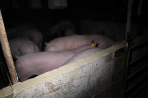 Group sow housing - Australian pig farming - Captured at Huntly Piggery, Huntly North VIC Australia.