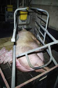 Farrowing crates at Girgarre Piggery VIC - Australian pig farming - Captured at Girgarre Piggery, Girgarre VIC Australia.
