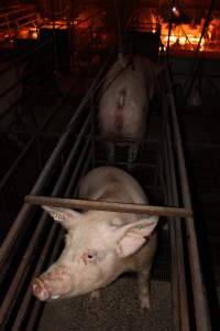 Farrowing crates at Willawa Piggery NSW - Australian pig farming - Captured at Willawa Piggery, Grong Grong NSW Australia.