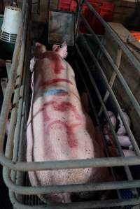 Farrowing crates at Yelmah Piggery SA - Australian pig farming - Captured at Yelmah Piggery, Magdala SA Australia.