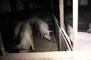 Group sow housing - Australian pig farming - Captured at Huntly Piggery, Huntly North VIC Australia.