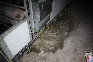 Farrowing crates at Sheaoak Piggery SA - Australian pig farming - Captured at Sheaoak Piggery, Shea-Oak Log SA Australia.