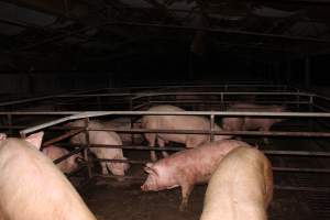 Boars and sows in mating pen - Australian pig farming - Captured at Finniss Park Piggery, Mannum SA Australia.