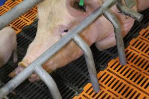 Farrowing crates at Grong Grong Piggery NSW - Australian pig farming - Captured at Grong Grong Piggery, Grong Grong NSW Australia.