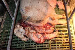 Stillborn piglets - Australian pig farming - Captured at Bungowannah Piggery, Bungowannah NSW Australia.