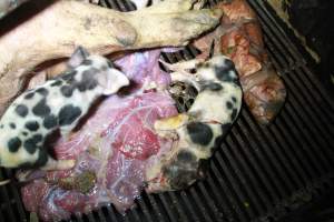 Stillborn piglets - Australian pig farming - Captured at Girgarre Piggery, Kyabram VIC Australia.