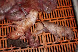 Farrowing crates at Wasleys Piggery SA - Australian pig farming - Captured at Wasleys Piggery, Pinkerton Plains SA Australia.