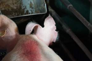 Farrowing crates at Yelmah Piggery SA - Australian pig farming - Captured at Yelmah Piggery, Magdala SA Australia.