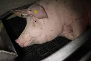 Farrowing crates at Sheaoak Piggery SA - Australian pig farming - Captured at Sheaoak Piggery, Shea-Oak Log SA Australia.