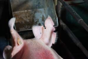 Farrowing crates at Yelmah Piggery SA - Australian pig farming - Captured at Yelmah Piggery, Magdala SA Australia.