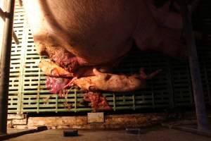 Stillborn piglets - Australian pig farming - Captured at Bungowannah Piggery, Bungowannah NSW Australia.