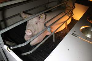 Farrowing crates at Sheaoak Piggery SA - Australian pig farming - Captured at Sheaoak Piggery, Shea-Oak Log SA Australia.