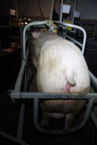 Farrowing crates at Girgarre Piggery VIC - Australian pig farming - Captured at Girgarre Piggery, Girgarre VIC Australia.