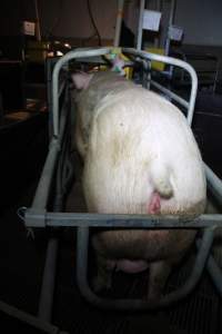 Farrowing crates at Girgarre Piggery VIC - Australian pig farming - Captured at Girgarre Piggery, Kyabram VIC Australia.