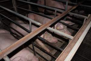 Sow stalls - Australian pig farming - Captured at Finniss Park Piggery, Mannum SA Australia.