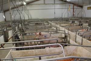 Farrowing crates at Grong Grong Piggery NSW - Australian pig farming - Captured at Grong Grong Piggery, Grong Grong NSW Australia.