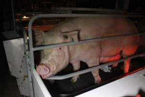 Farrowing crates at Sheaoak Piggery SA - Australian pig farming - Captured at Sheaoak Piggery, Shea-Oak Log SA Australia.