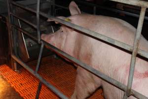 Farrowing crates at Wasleys Piggery SA - Australian pig farming - Captured at Wasleys Piggery, Pinkerton Plains SA Australia.