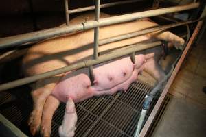 Sow way too big for farrowing crate cage - Australian pig farming - Captured at Girgarre Piggery, Kyabram VIC Australia.