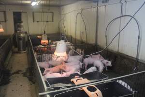 Weaner piglets - Australian pig farming - Captured at Yelmah Piggery, Magdala SA Australia.