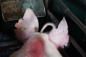 Farrowing crates at Yelmah Piggery SA - Australian pig farming - Captured at Yelmah Piggery, Magdala SA Australia.