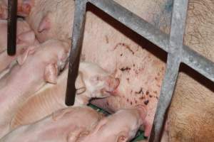 Sow with skin condition or cuts on teats - Australian pig farming - Captured at Bungowannah Piggery, Bungowannah NSW Australia.