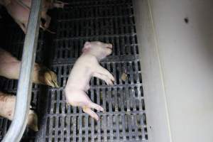 Farrowing crates at Sheaoak Piggery SA - Australian pig farming - Captured at Sheaoak Piggery, Shea-Oak Log SA Australia.