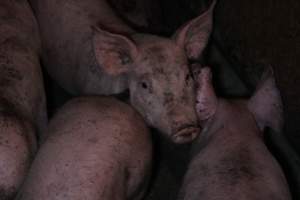 Grower pigs at Willawa Piggery NSW - Australian pig farming - Captured at Willawa Piggery, Grong Grong NSW Australia.